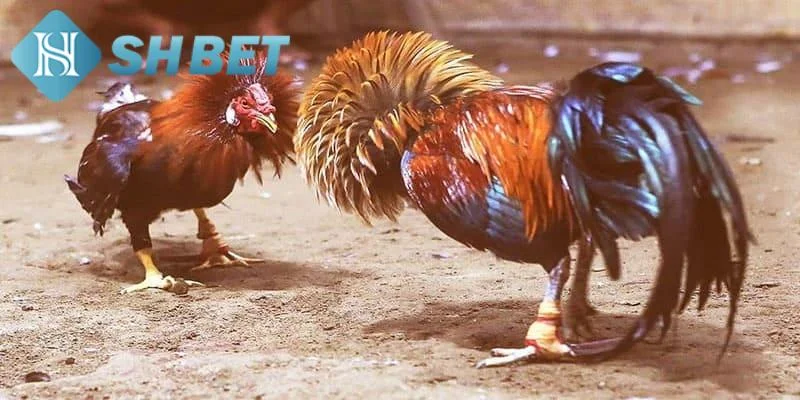 Tại sao đá gà tre được yêu thích tại SHBET
