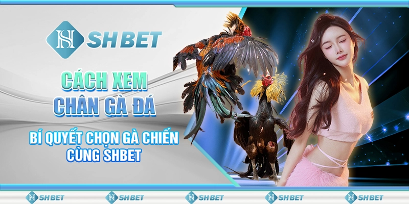 Cách Xem Chân Gà Đá - Bí Quyết Chọn Gà Chiến Cùng SHBET