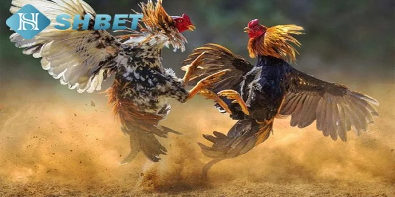 Cách xem chân gà đá khi cá cược