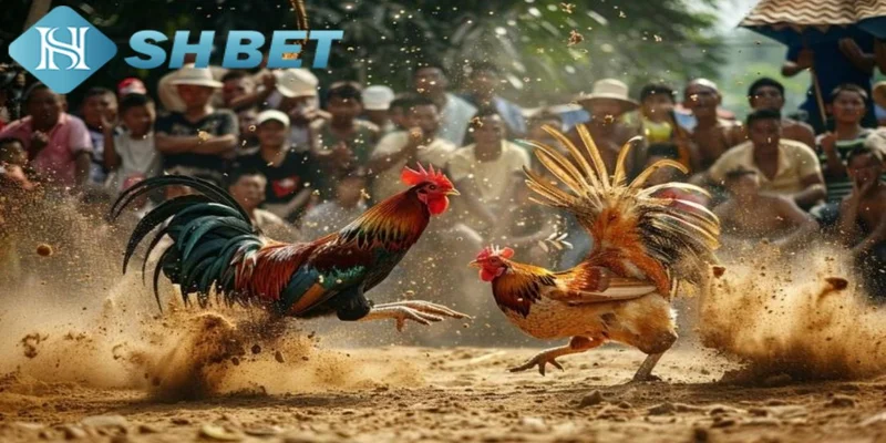 Trải nghiệm đá gà chọi SHBET trực tuyến