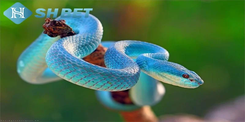 Các loại giấc mơ thấy rắn phổ biến