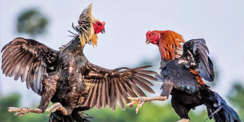 Cách nuôi gà đá đúng kỹ thuật sẽ giúp gà phát triển khỏe mạnh