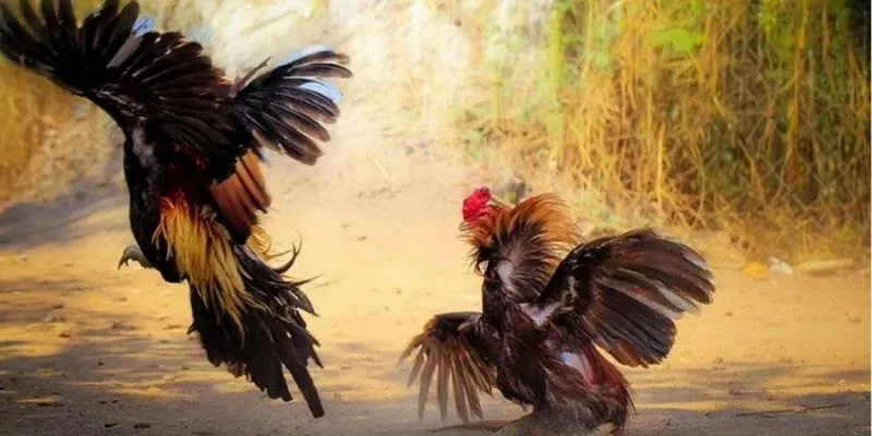 Tìm hiểu cách chọn gà chuẩn từ cao thủ